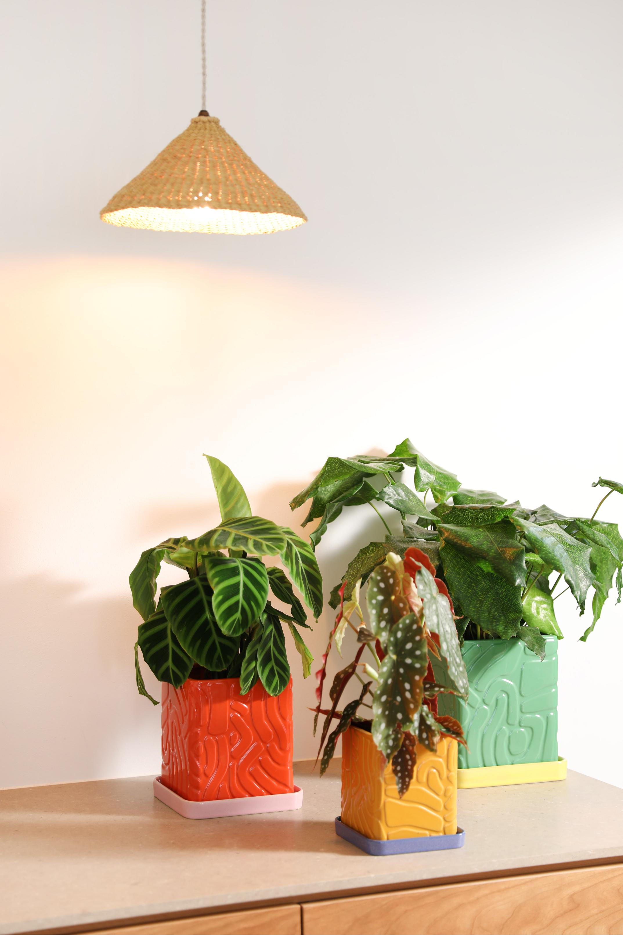 TRIBE pot in green with a yellow saucer