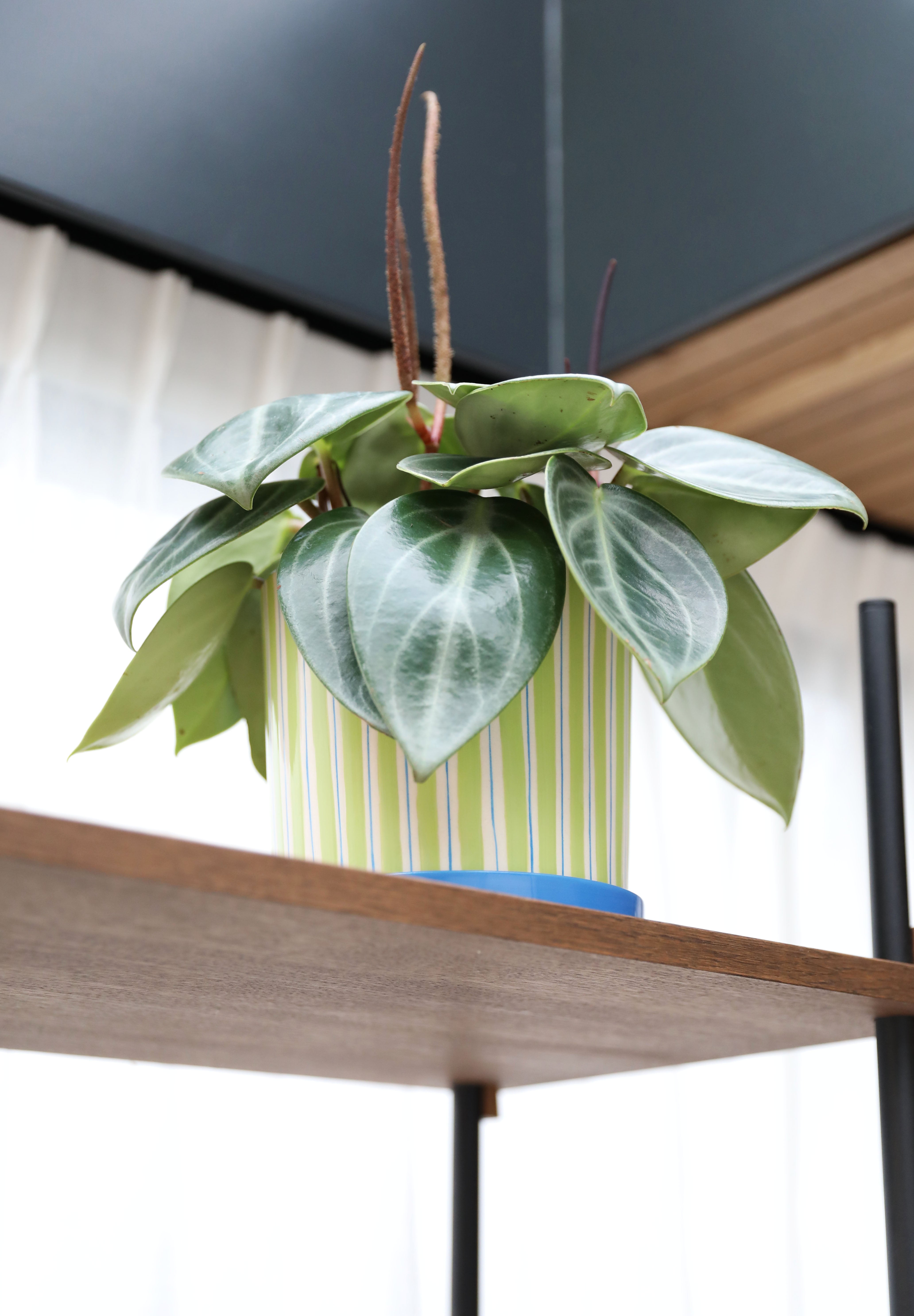 Blumentopf RAY grün mit blau