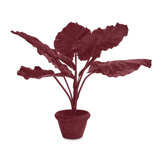 Dekoracja TARO IN POT burgundowy Pols Potten Eye on Design