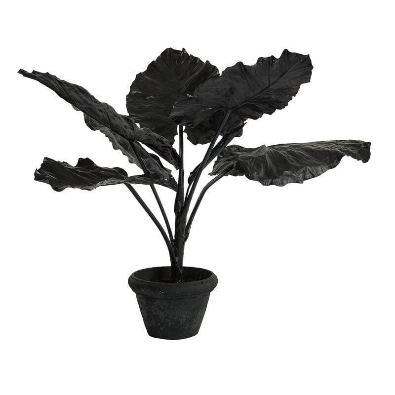 Dekoracja TARO IN POT czarny Pols Potten Eye on Design