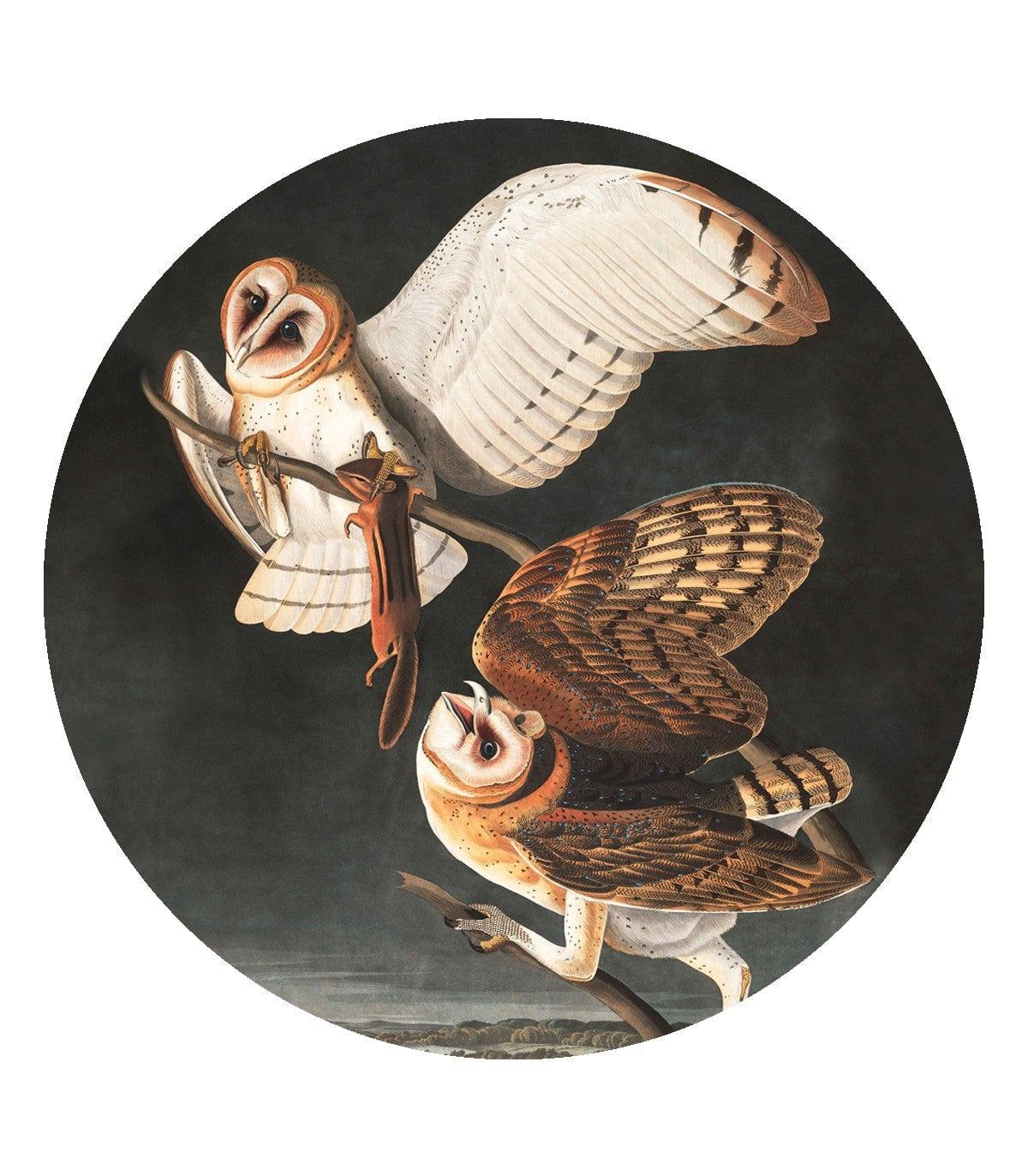 Mural DOTS OWLS Wallcolors Eye on Design
