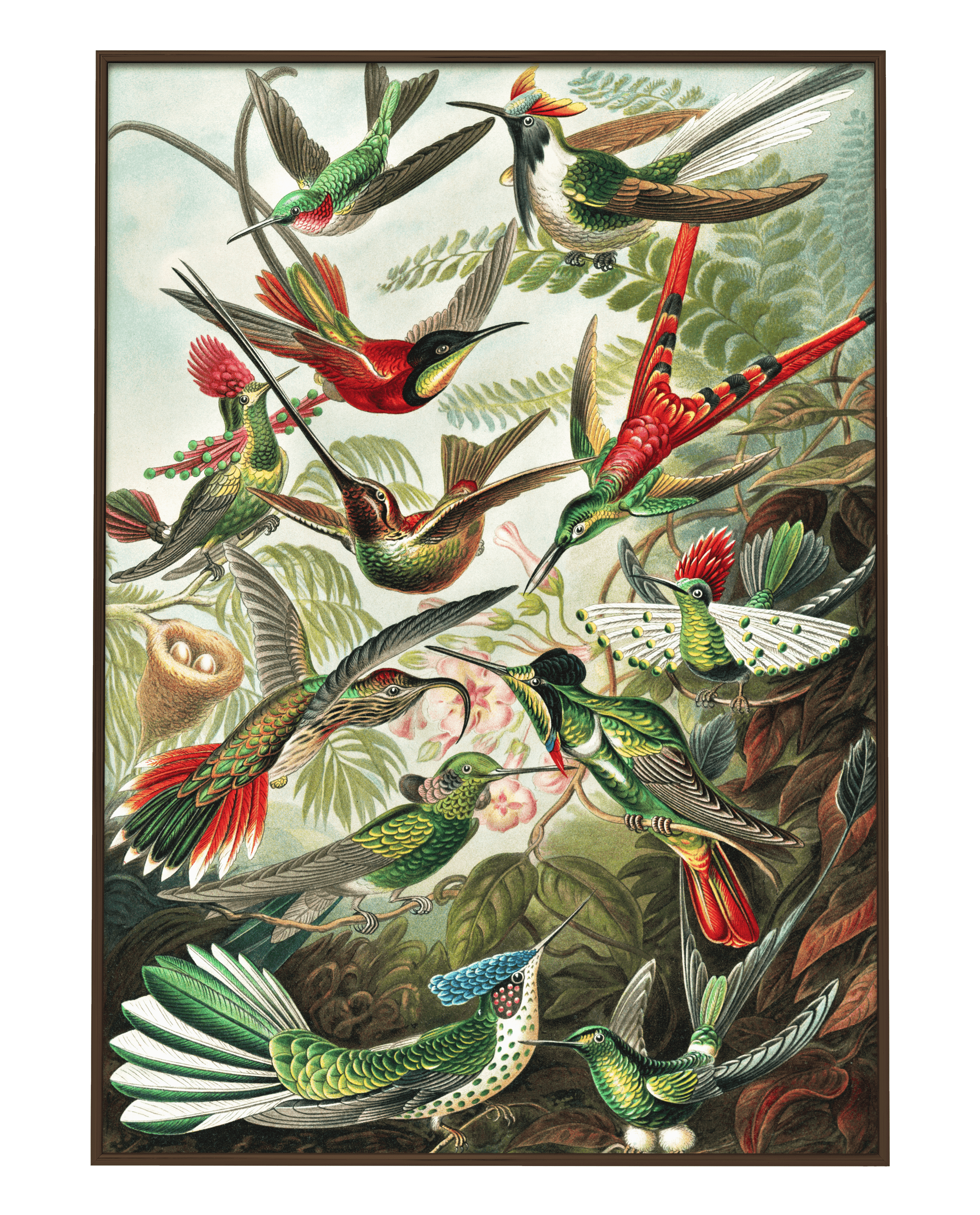 Plakat TROCHILIDAE Eye on Design Eye on Design