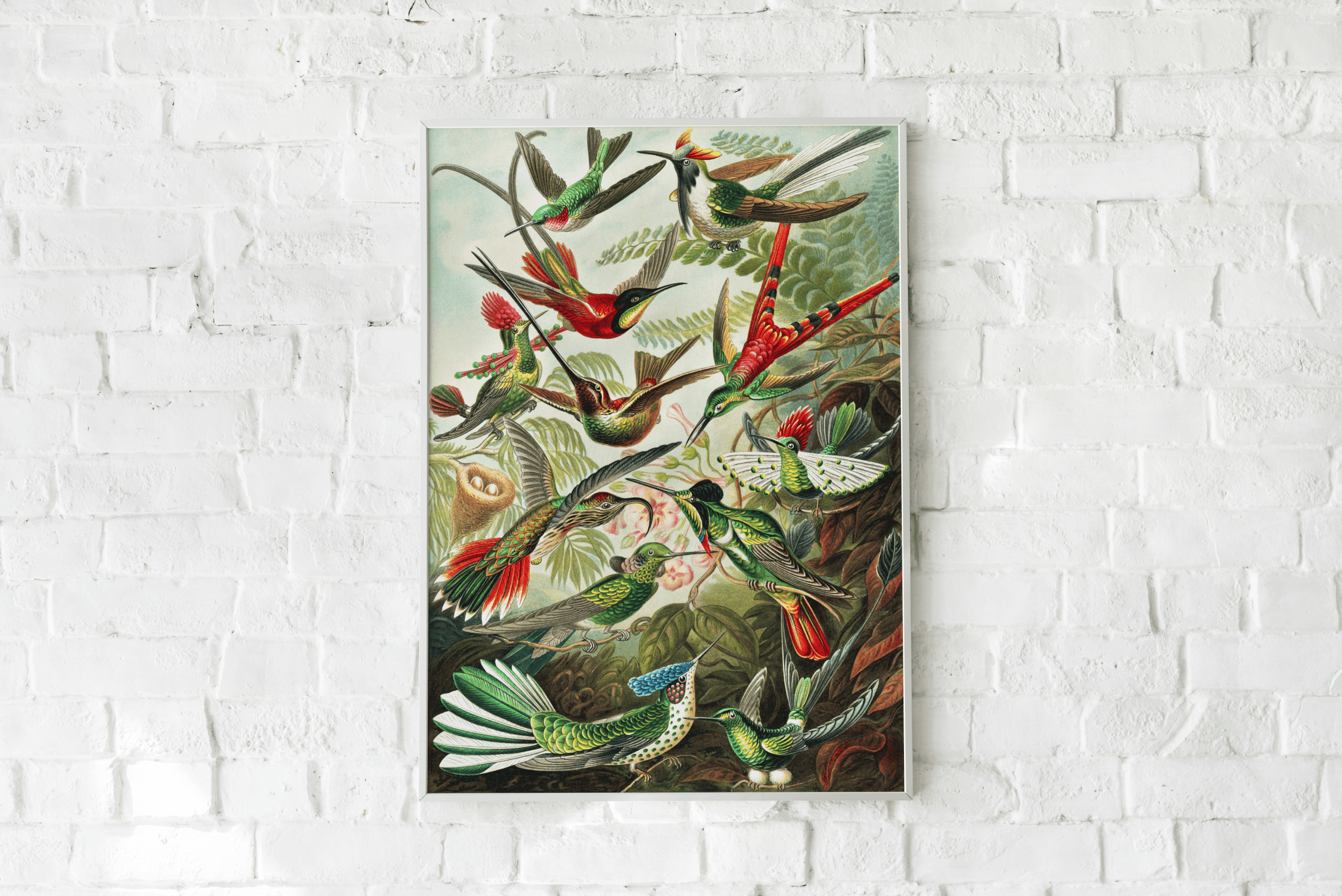 Plakat TROCHILIDAE Eye on Design Eye on Design