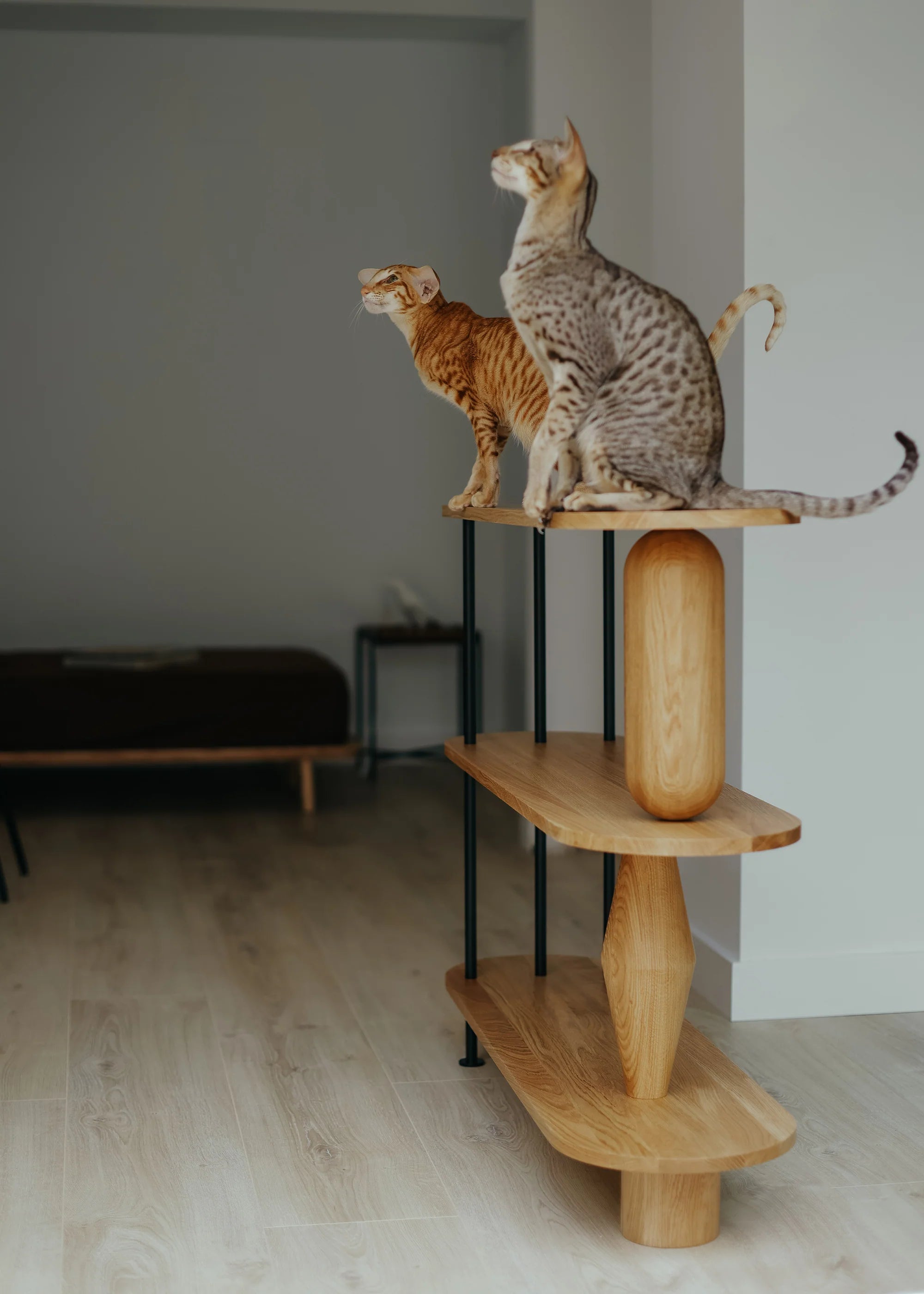 Regal VAZOO schwarzes Eichenholz