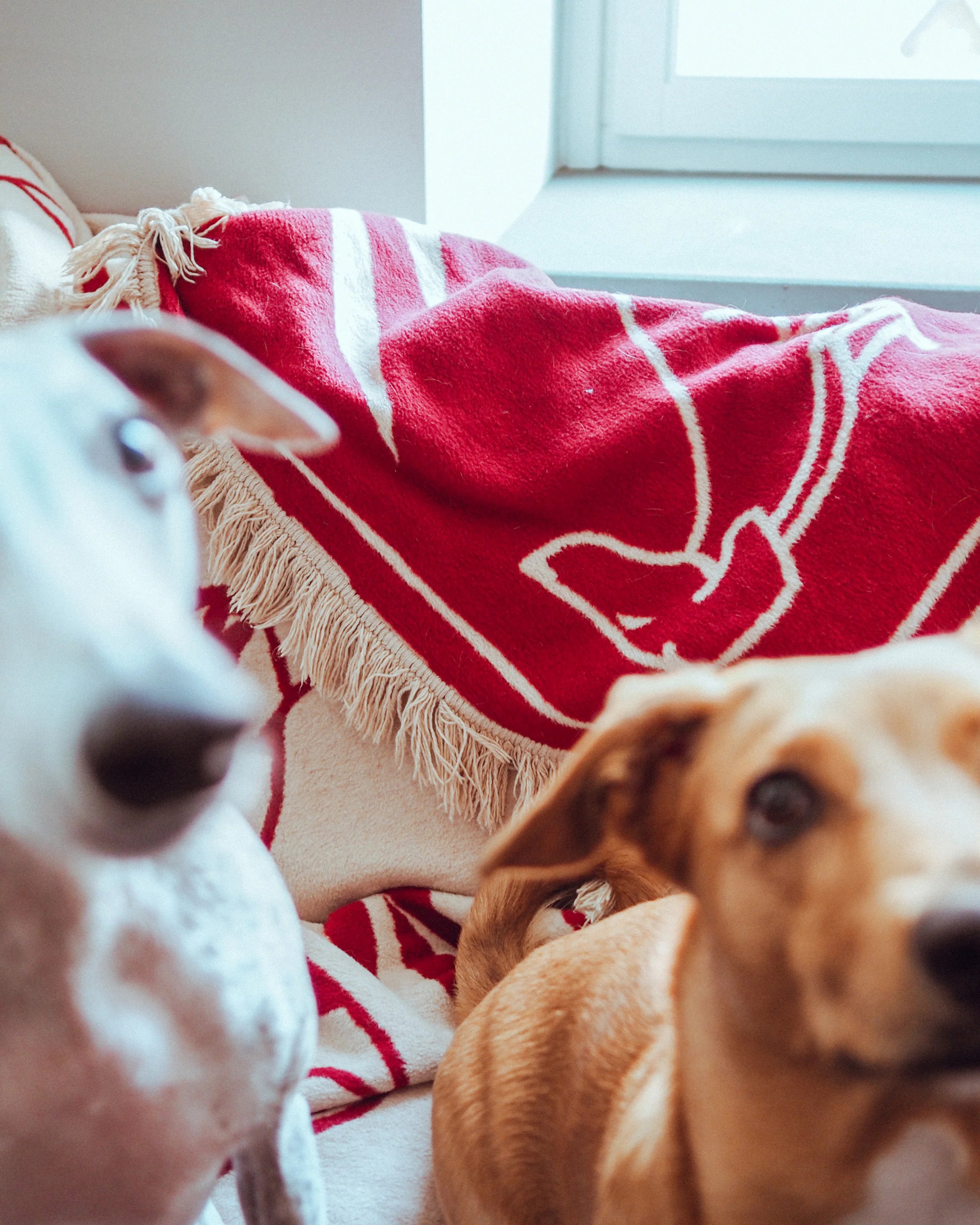 Koc PAWFECT sandy beige and burgundy